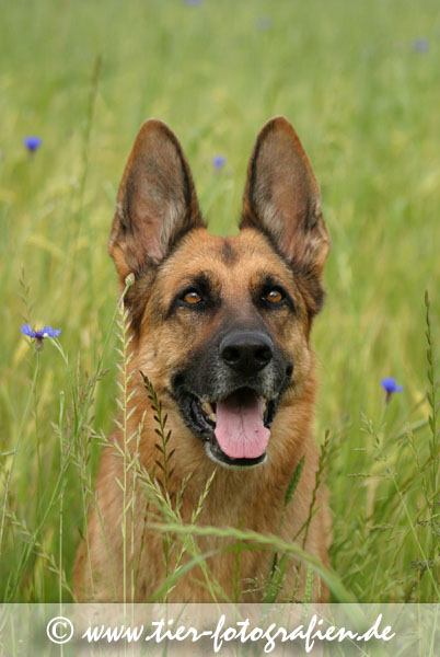 Deutscher Schferhund