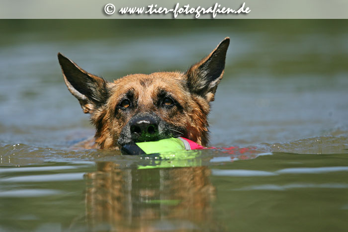 Deutsche Schferhndin beim Schwimmen