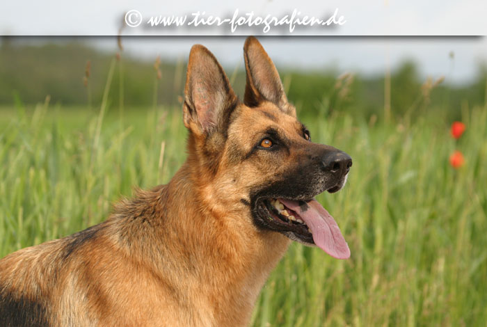 Deutscher Schferhund