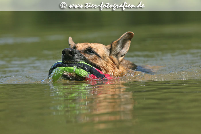 Deutsche Schäferhündin beim Schwimmen
