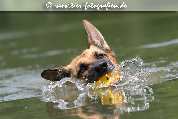 Deutscher Schferhund