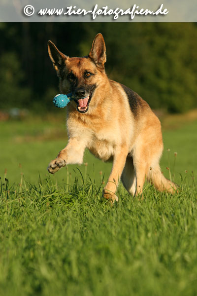 Deutscher Schferhund