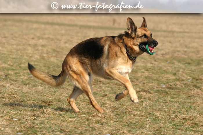 Deutscher Schferhund