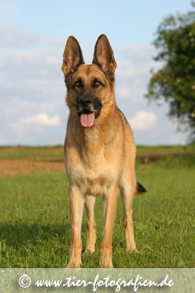 Deutscher Schferhund