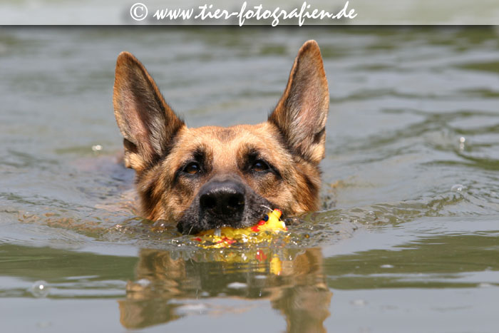 Deutscher Schferhund