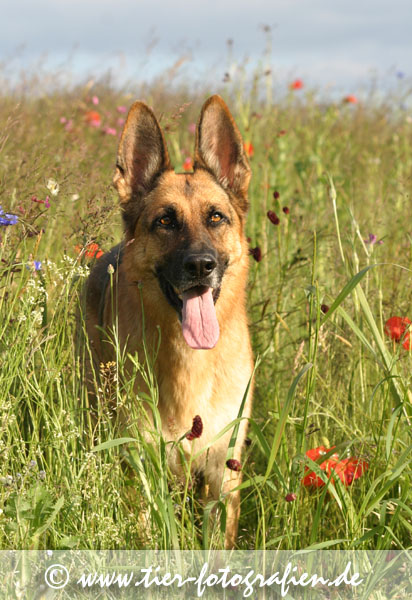 Deutscher Schferhund