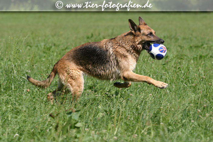 Deutscher Schferhund
