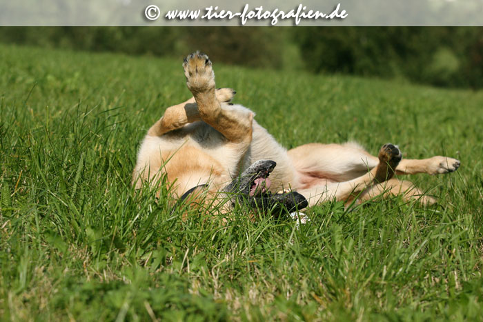 Deutscher Schferhund