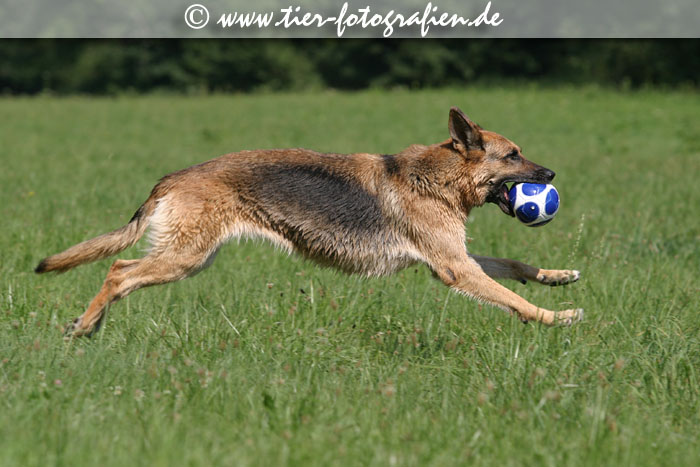 Deutscher Schferhund