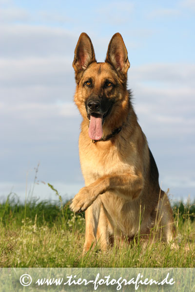 Deutsche Sch&auml;ferh&uuml;ndin gibt Pfote