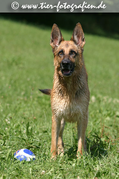 Deutscher Schferhund