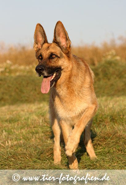 Deutscher Schferhund