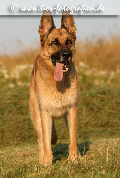 Deutscher Schferhund