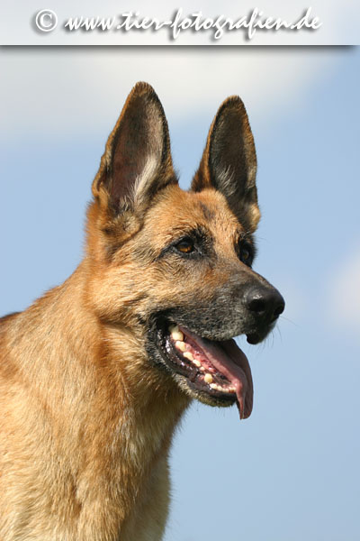 Deutscher Schferhund