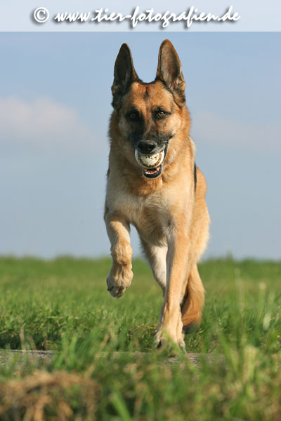 Deutscher Schferhund