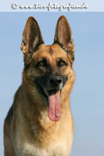 Deutscher Schferhund Portrait