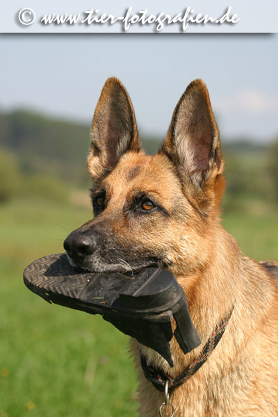 Deutscher Schferhund
