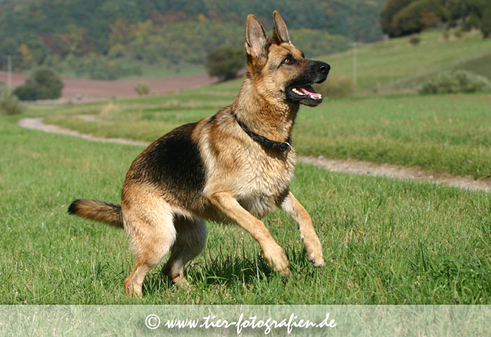 Deutscher Schferhund