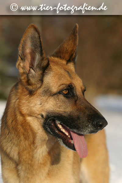 Deutscher Schferhund