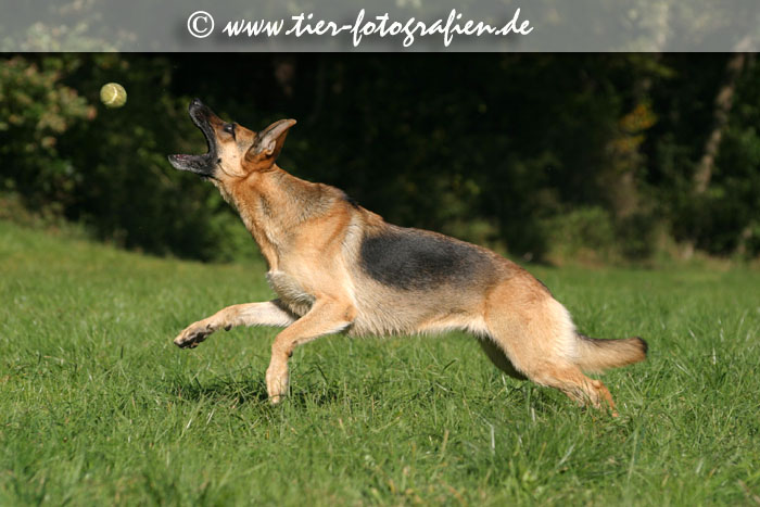 Deutsche Schäferhündin fängt einen Tennisball