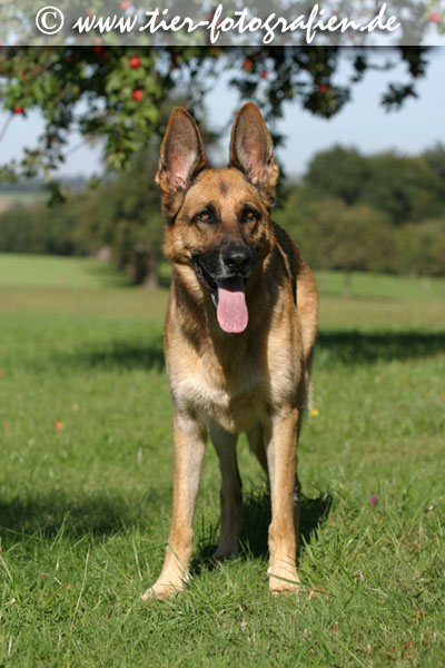 Deutscher Schferhund