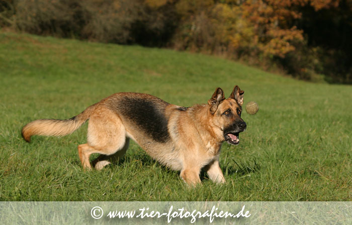 Deutsche Schäferhündin fängt Ball