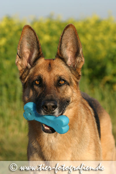 Deutscher Schferhund