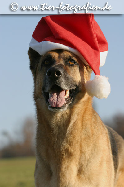 Deutscher Schferhund