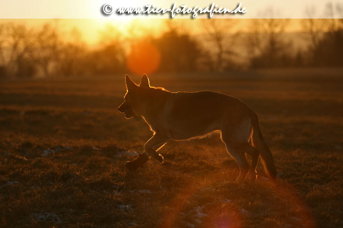 Deutscher Schferhund