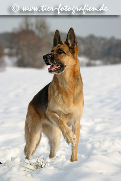 Deutscher Schferhund