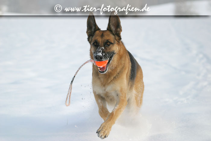 Deutsche Schäferhündin spielt im Schnee