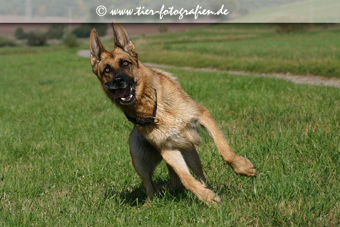 Deutscher Schäferhund