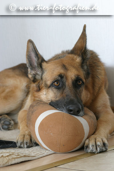 Deutscher Schferhund