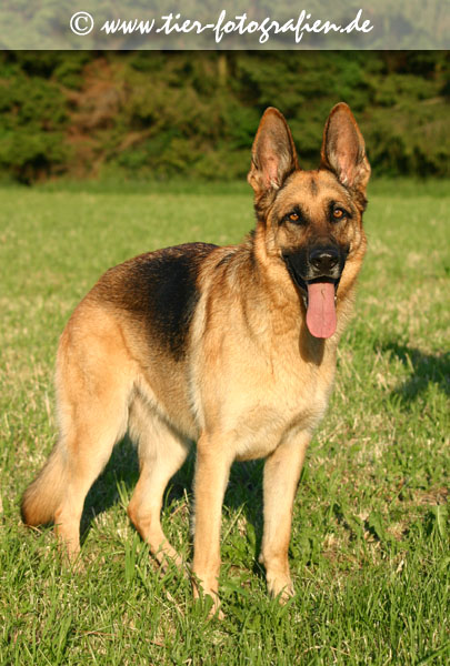 Deutscher Schferhund