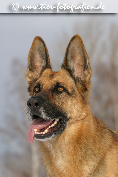Deutscher Schferhund