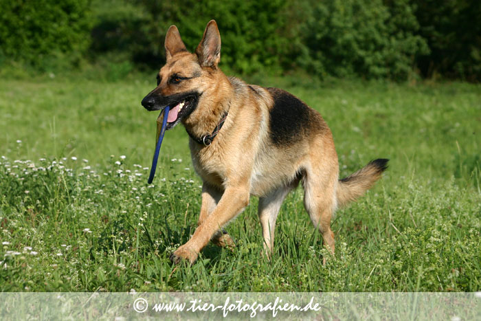 Deutscher Schäferhund mit Frisbee