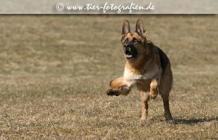 Deutscher Schferhund
