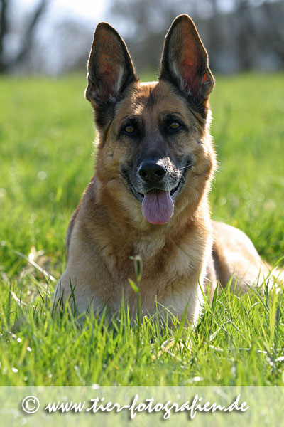 Deutscher Schäferhund im Profil