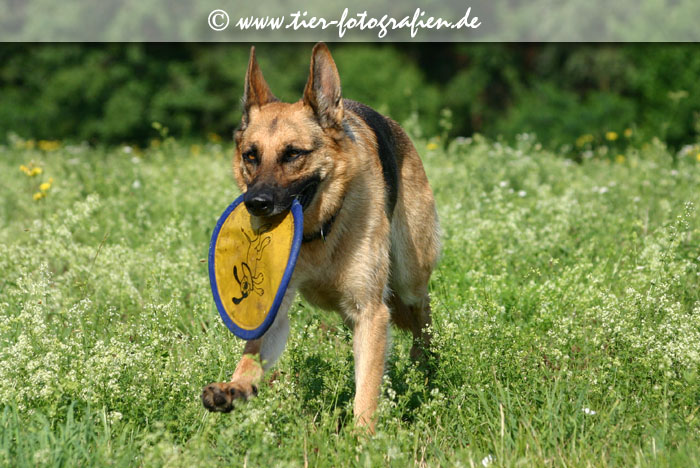 Deutscher Schäferhund mit Frisbee