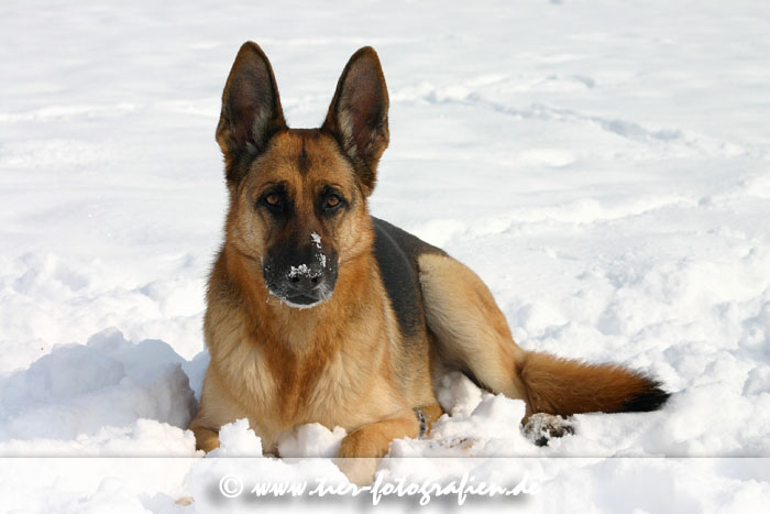 Deutscher Schferhund