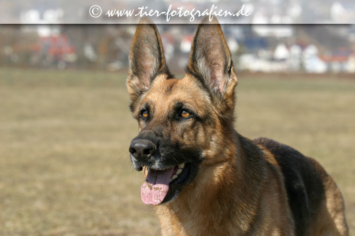 Deutscher Schferhund