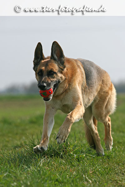 Deutscher Schferhund