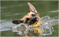 Deutscher Schäferhund Fotos