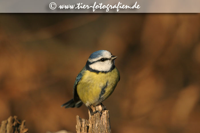 Blaumeise