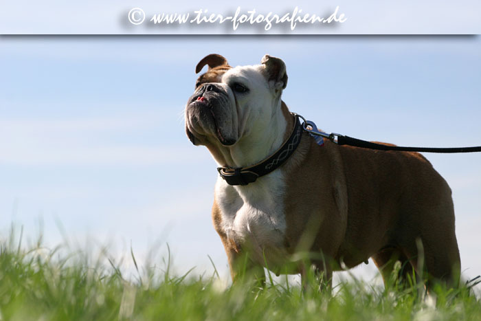 Englische Bulldogge