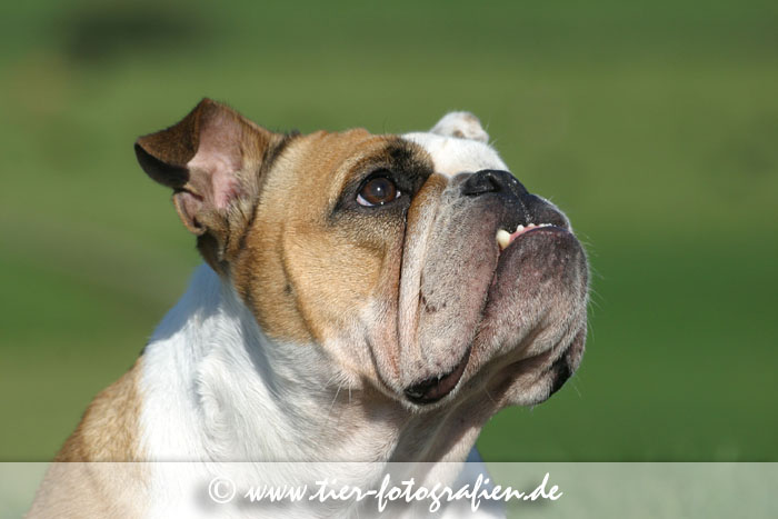 Englische Bulldogge