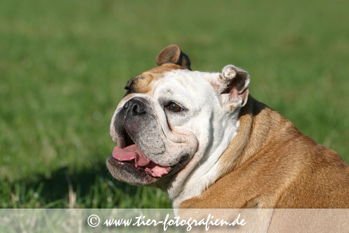Englische Bulldogge