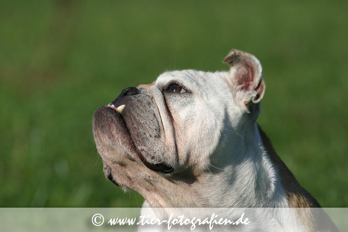 Englische Bulldogge