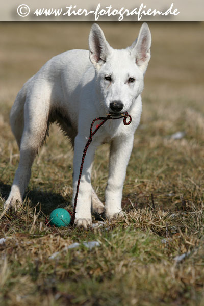 Weier Schweizer Schferhund Welpe