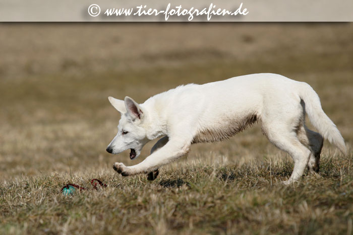 Weier Schweizer Schferhund Welpe